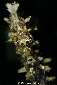 Snooted Seahorse. My first Snoot. 210 mm  Less than 25% crop by Ximena Olds 